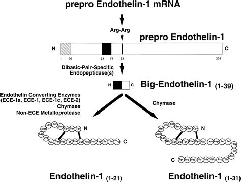 Endothelins And Endothelin Receptor Antagonists Circulation