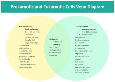 Comparing Eukaryotic And Prokaryotic Cells Venn Diagram Bact