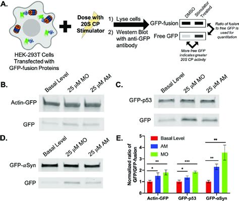 A Hek T Cells Were Transiently Transfected To Express Three