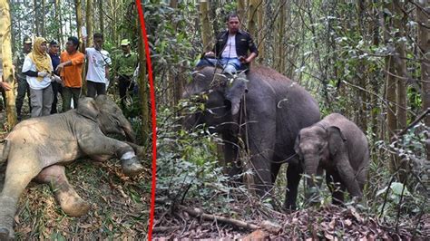 Habitat Gajah Sumatera Makin Terancam Oleh Aktivitas Tambang Batubara