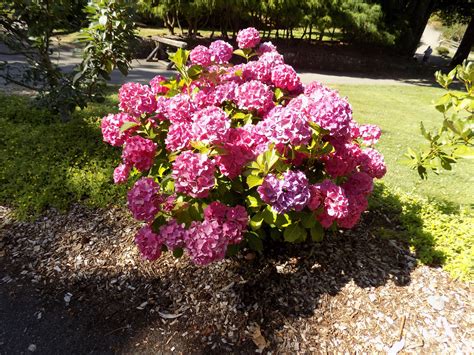 Hydrangea macrophylla, Hortensia Bigleaf Hydrangea Zone 6 H: 5-6ft S: 5 ...