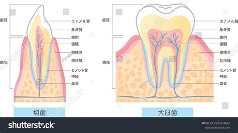 Structure Name Teeth Cross Section Vector Stock Vector Royalty Free