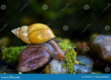 Big Achatina Snail Crawling On The Stone Stock Image Image Of