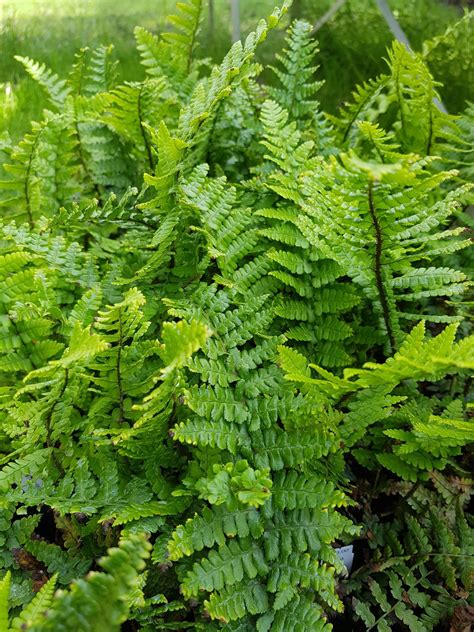 Dryopteris Affinis De Tuinstek