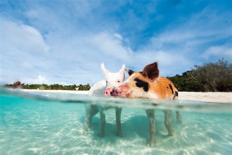 Swimming Pigs from Staniel Cay - Staniel Cay Adventures, Exuma Cays