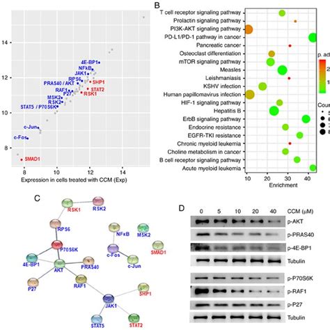 Influence Of Curcumin Ccm On Protein Phosphorylation As Detected Via