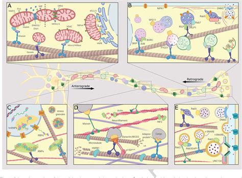 Figure 1 From Defects In Axonal Transport In Inherited Neuropathies