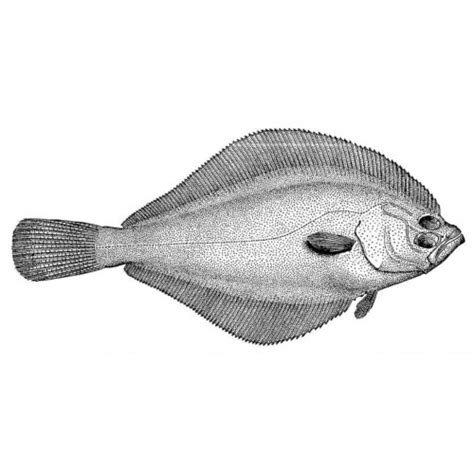 Flathead Flounder Hippoglossoides Dubious