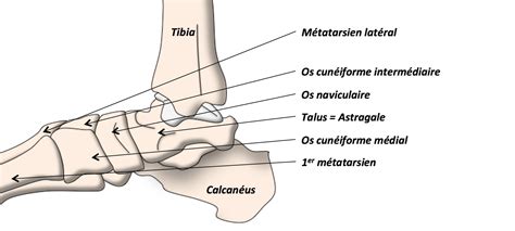 Anatomie de la Cheville et du Pied Clinique Ostéo Articulaire des