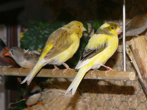 The Online Zoo - Yellow Canary