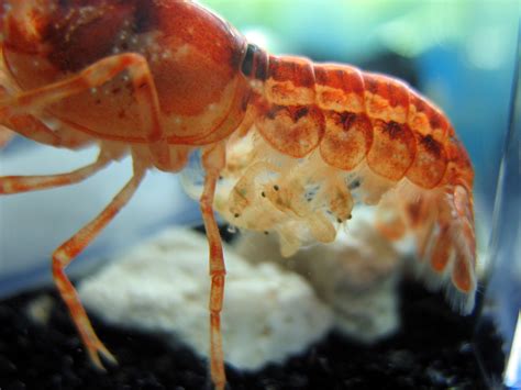 Baby Crayfish Eggs