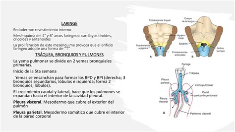 Embriologia Sistema Respiratorio Langman Pptx Ppt