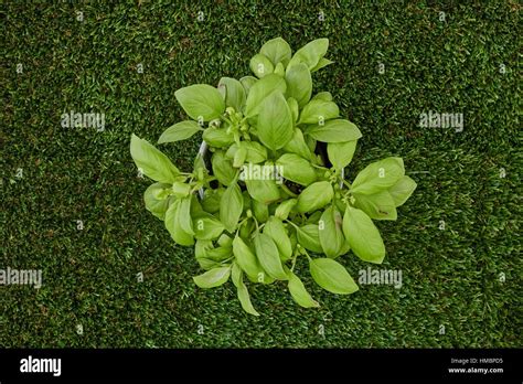 A Studio Photo Of Potted Basil Stock Photo Alamy