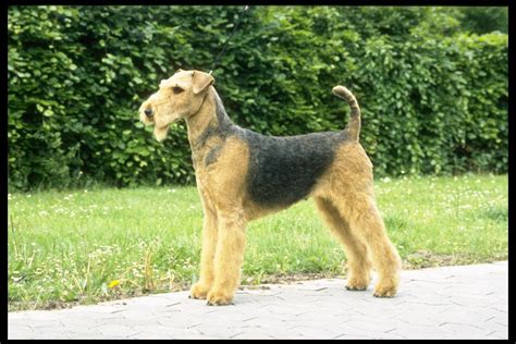 Airedale Terrier Traits Pets Lovers