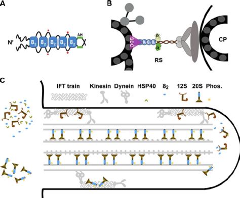 Models depicting the effects of LC8 on the RS complex. (A) Mul- tiple ...
