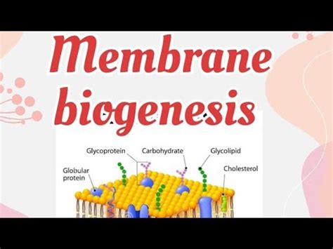 Membrane Biogenesis Process Of Cell Membrane Formation YouTube