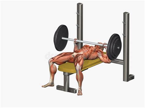 Exercising Dumbbell Seated Shoulder Press Parallel Grip Stock Illustration Illustration Of