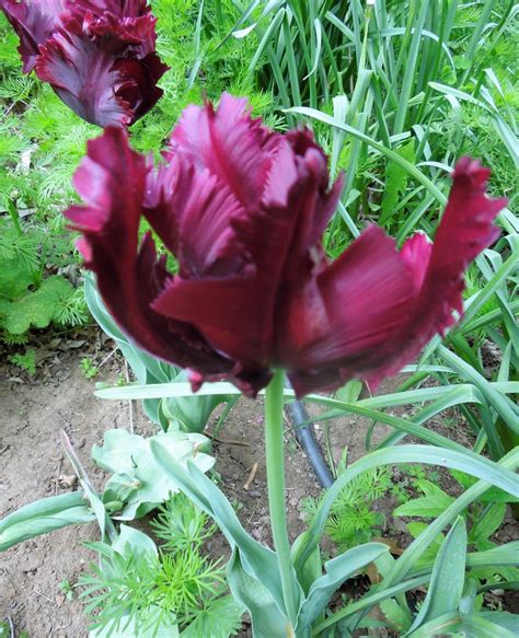 Japanese Tree Peony | In My Garden