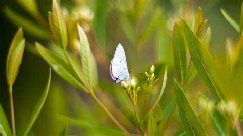 Wallpaper Sunlight Nature Wings Branch Butterfly Insect Green Leaf Flower Flora