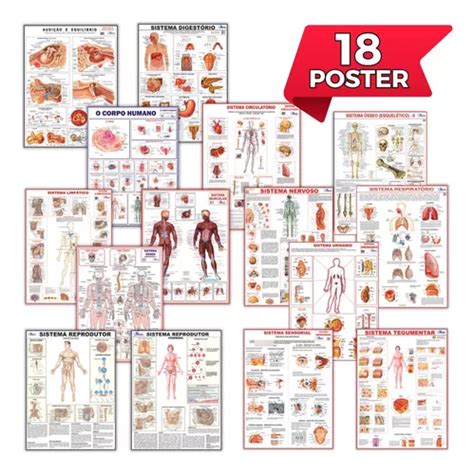 Mapa Reprodutor Feminino Corpo Humano Medicina Sistema Anatomia Poster