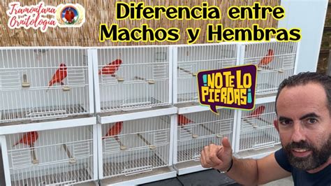 Diferenciar Machos De Hembras Youtube