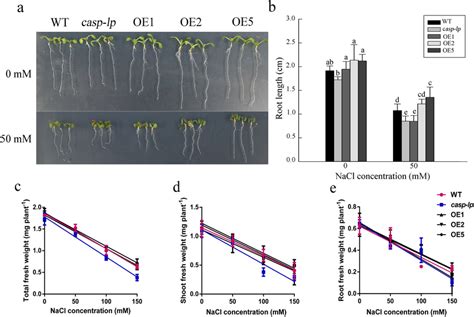 Growth Responses Of Arabidopsis Wild Type Casp Lp Mutant And