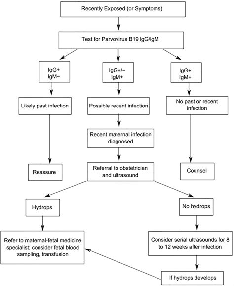 Parvovirus B19 And Pregnant Women A Bibliographic Review