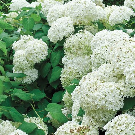 Attracts Hummingbirds Flowering Snowball Bush Viburnum Plants Bulbs