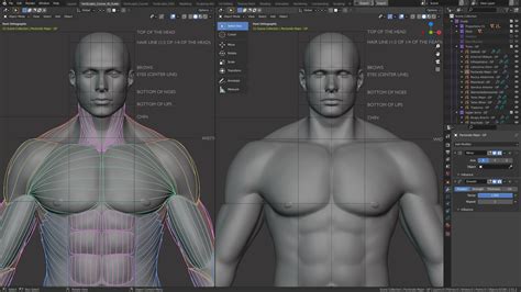 Anatomy and Form in Blender - Sculpting Course - Blender Market