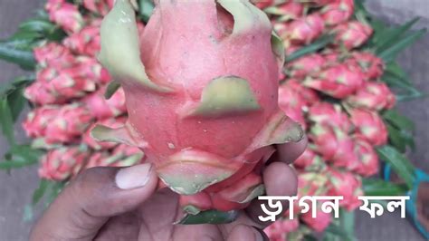 ড্রাগন ফলdragon Fruit Youtube