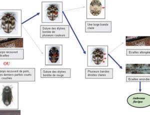 Guide D Identification Des Ravageurs Comment Reconna Tre Et Lutter