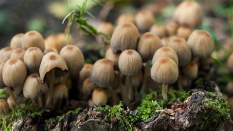 Are Mushrooms Plants? [VIDEO] | Science Explanations for Kids