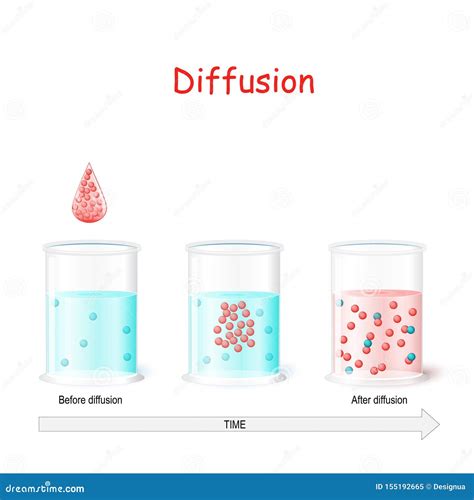 Diffusion Process Laboratory Flasks With Water Before And After