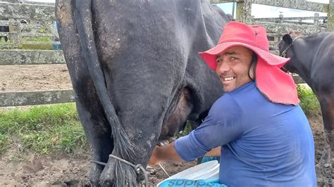 Feira Do Gado Só Vacas E Novilhas Capoeiras Vaqueiro Tirando Leite