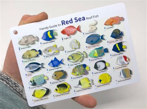 DiveLogs Red Sea Reef Fish ID Card