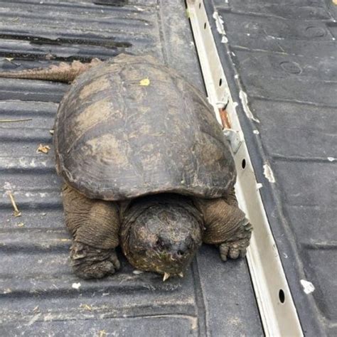 Fantastic Types Of Snapping Turtles All Turtles