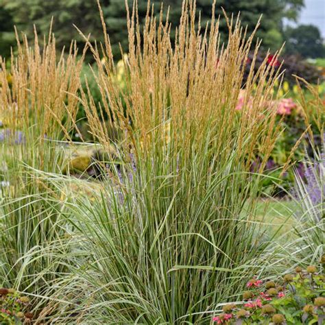 Calamagrostis Hello Spring Feather Reed Grass Sugar Creek Gardens