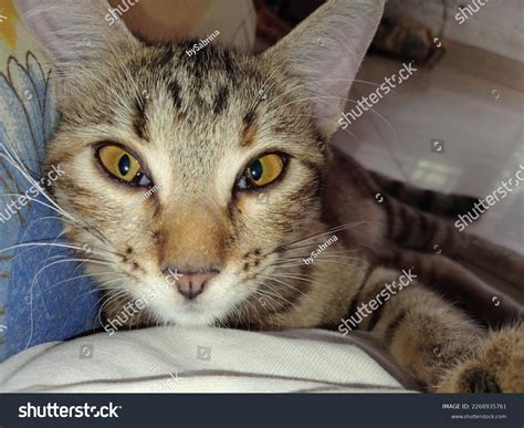 Ambreen My Toothless Cat Stock Photo 2268935761 Shutterstock