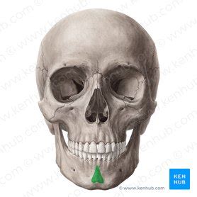 The Mandible Anatomy Structure Function Kenhub