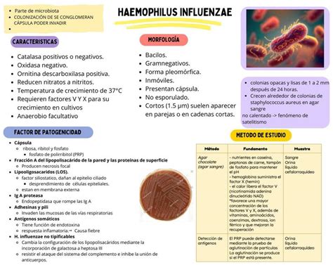 Haemophilus Influenzae Joseline Carrreola UDocz