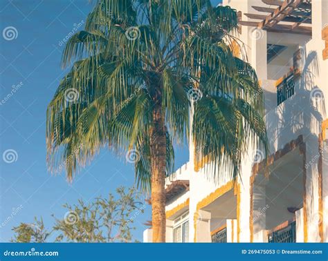 Reflejo De Una Palmera En El Agua Azul De La Piscina Imagen De Archivo