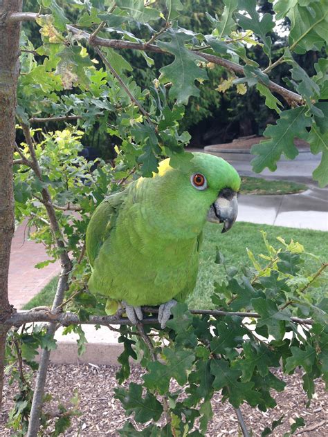 Oakland Zoo | Yellow-Naped Amazon Parrot