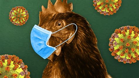 Bird Flu In Humans How Worried Should We Be The Week