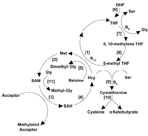 Combined Methionine And Folate Cycles Metabolites Methionine Met