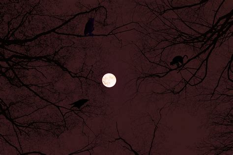 Halloween Full Moon Free Stock Photo - Public Domain Pictures