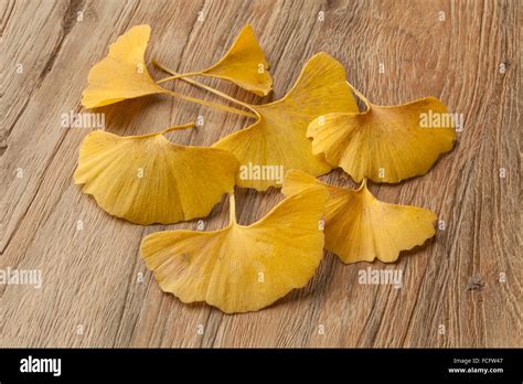 Follaje De Ginkgo Biloba Fotograf As E Im Genes De Alta Resoluci N Alamy