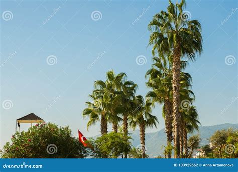 Tropical Paradisethe Area In Front Of The Beach With Palm Trees