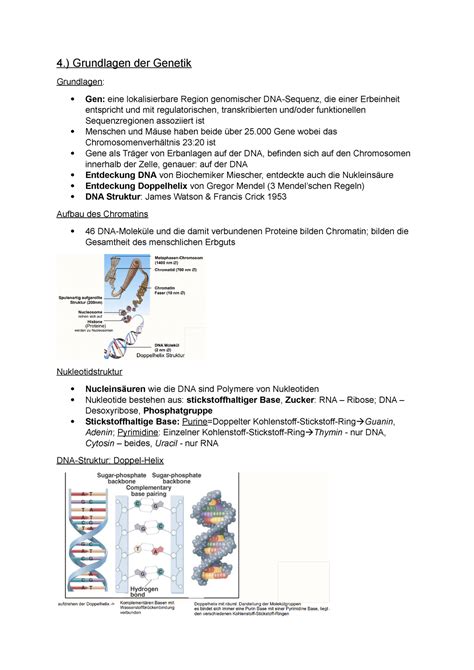 V4 Genetik Anatomie Biologie Und Physiologie Uni Stuttgart Studocu
