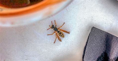 Wasp Sting: Reaction Symptoms, Treatments, and Remedies