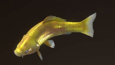 Carp 3D Models Sketchfab